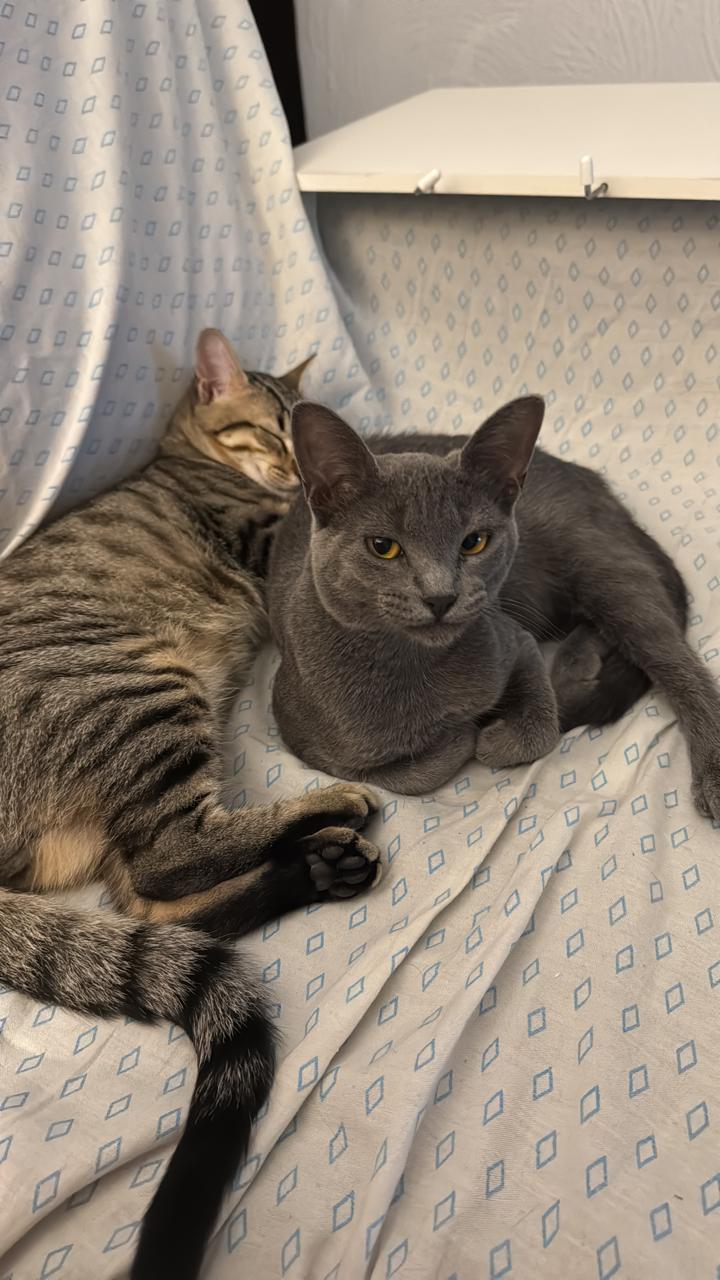 Gato 1