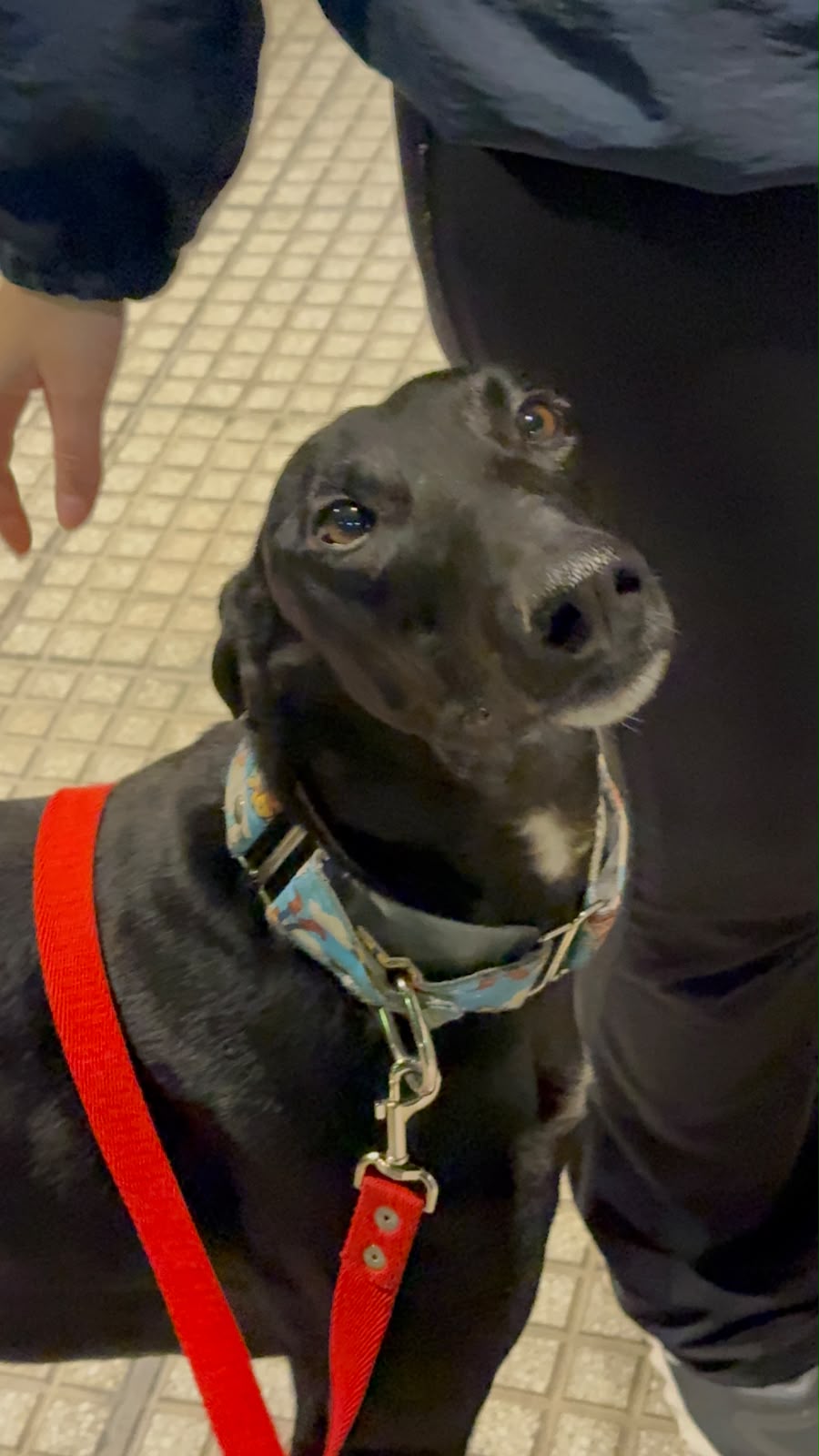 Julio, el galgo negro